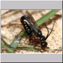Methocha ichneumonides - Trugameise 01e 8-10mm Paarung.jpg